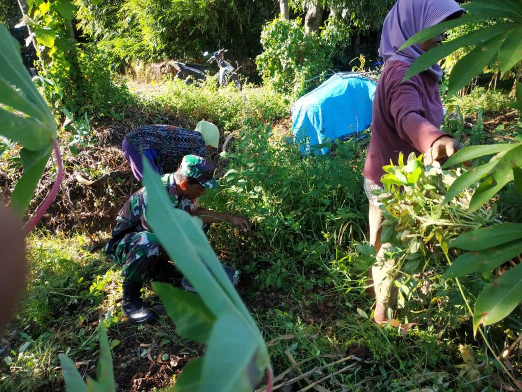Melimpah, Petani di Desa Sunggingan Panen Kacang Tanah di Bantu Babinsa